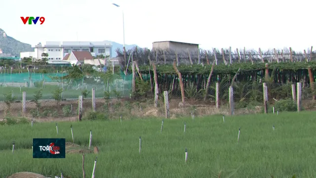 Gỡ khó giải phóng mặt bằng dự án điện hạt nhân