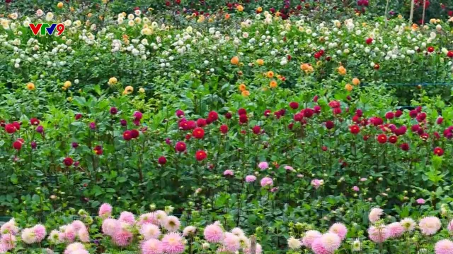 Rực rỡ vườn thược dược khổng lồ ở Măng Đen