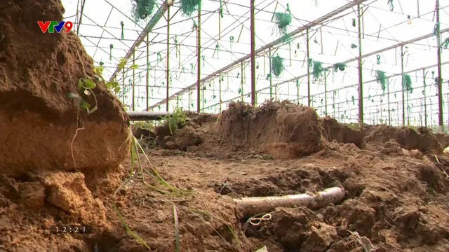 Tan hoang vùng chuyên canh rau, hoa do mưa lũ