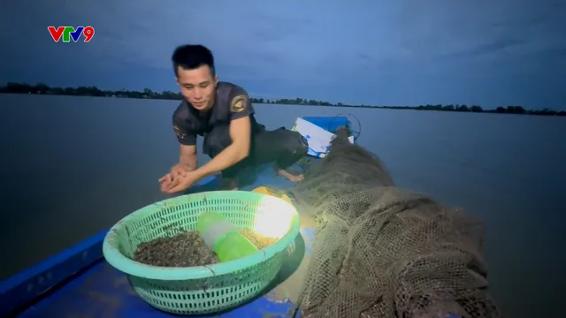 Ấn tượng phương Nam: Tăng thu nhập nhờ kéo ốc bưu vàng mùa nước nổi