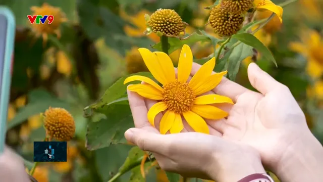 Thắp hi vọng với loài hoa báo nắng