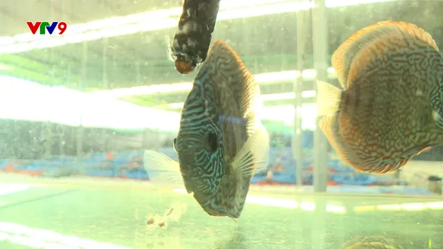 TP. Hồ Chí Minh: Nuôi cá cảnh hiệu quả kinh tế cao