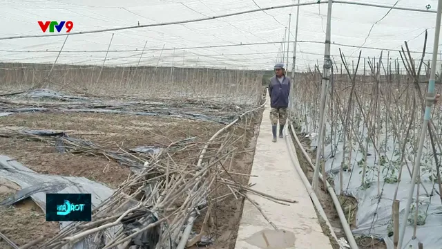 Tan hoang vùng rau Lâm Đồng