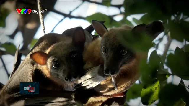 Về Gáo Giồng xem dơi quạ