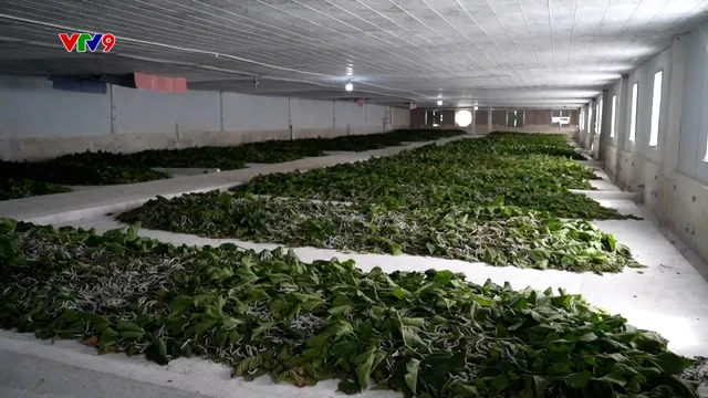 Nông nghiệp xuất siêu 18 tỉ usd: Cà phê, rau quả dẫn đầu cuộc tăng tốc