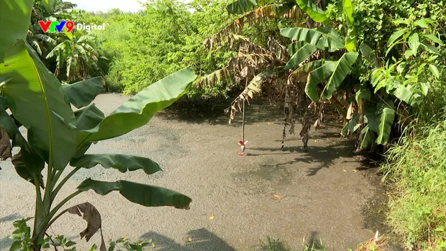 Đường dây nóng AloV9  (01/12/2025): Đồng Nai phản hồi về việc cơ sở chăn nuôi xả thải ra môi trường