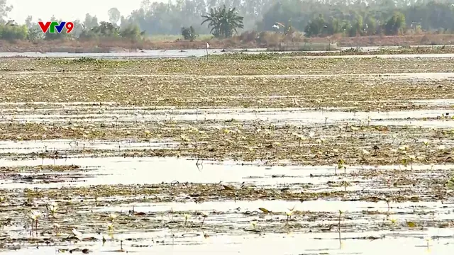 Ấn tượng Phương Nam: Bông súng ma nở trắng đồng nước miền Tây