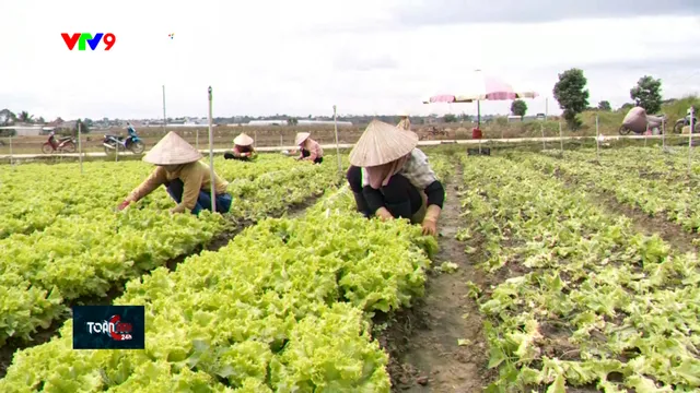 TP. Hồ Chí Minh tăng cường xây dựng chuỗi thực phẩm an toàn