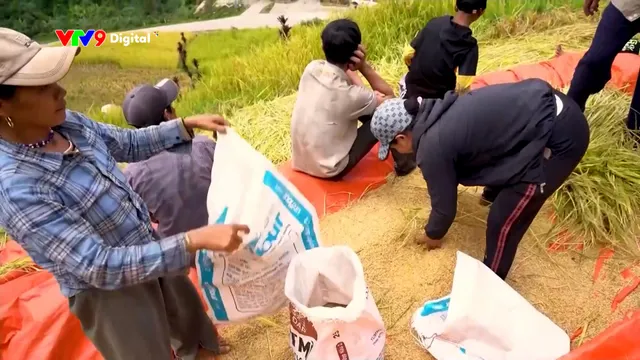 Mô hình kho thóc cộng đồng ứng phó thiên tai