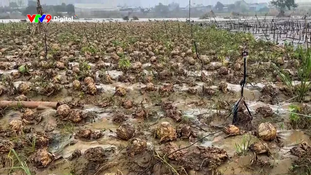 Thị trường rau sau mưa lũ - Bao giờ hết khan hiếm?