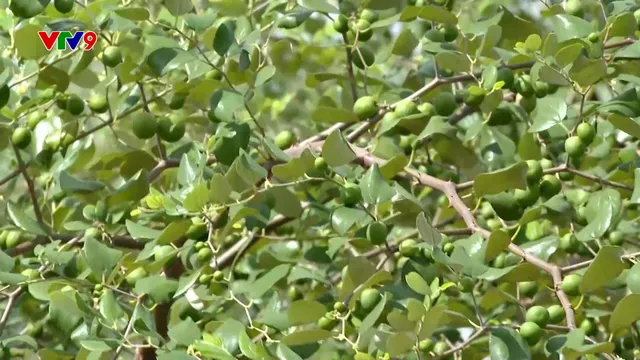 Vườn táo gần 40 năm tuổi - điểm đến độc đáo xứ biển Đồng Tháp