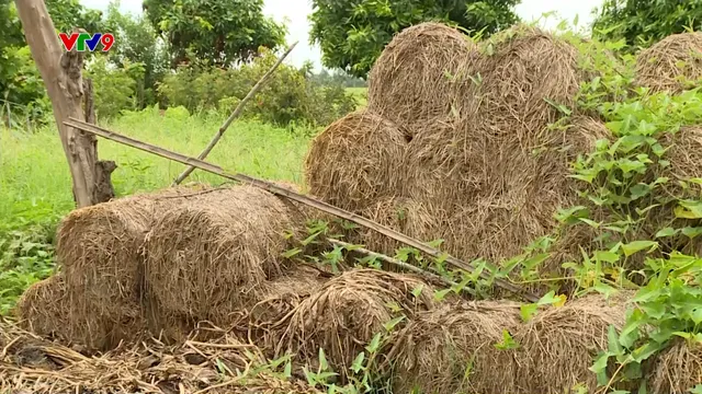 Rơm rạ thành "tiền tươi - thóc thật"
