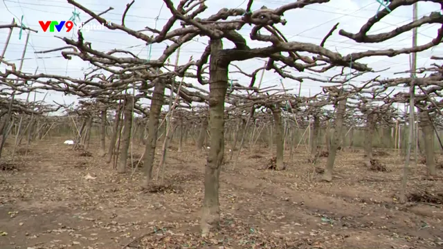 Mất trắng nhiều vùng trái cây đặc sản