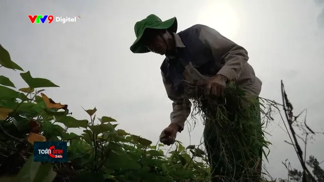 Vui buồn qua những mùa khoai