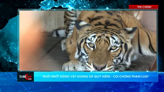 Nuôi, nhốt động vật hoang dã quý hiếm coi chừng phạm luật