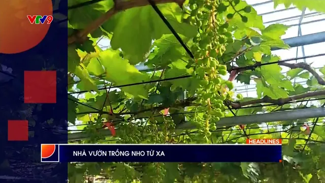 Thời sự: Phương Nam hôm nay (17/12/2025)