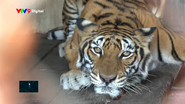 Nâng cao nhận thức bảo vệ động vật hoang dã