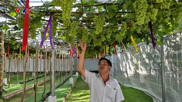 Nhà vườn trồng nho từ xa