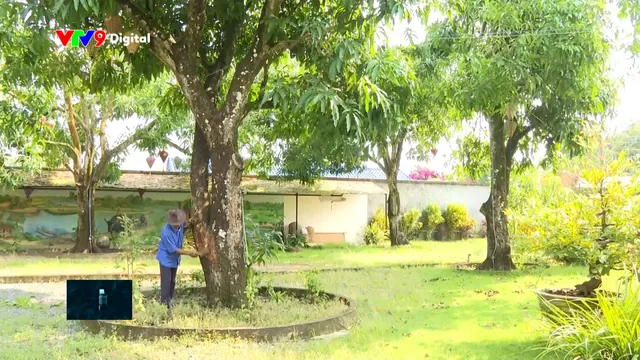 Những vườn xoài 25 năm tuổi