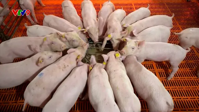 Giá heo hơi tăng mạnh, nguồn cung được chủ động