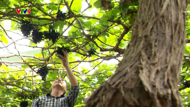 Tránh đứt gãy thị trường trái cây đặc sản sau mưa lũ