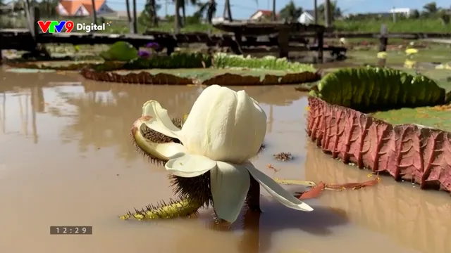 Ấn tượng Phương Nam: Lạ mắt vườn hoa thủy sinh 24h