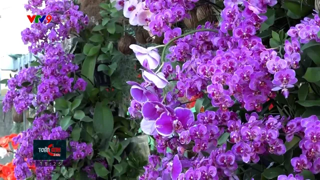 Sa Đéc rực rỡ sắc màu chào mừng Festival hoa kiểng