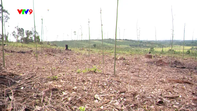 Đường dây nóng AloV9  (15/12/2025): Hàng trăm hecta rừng biến thành đồi trọc