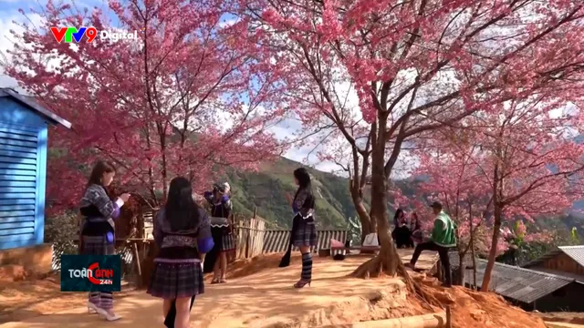 Hoa tớ dày nở rộ nơi vùng cao Lào Cai