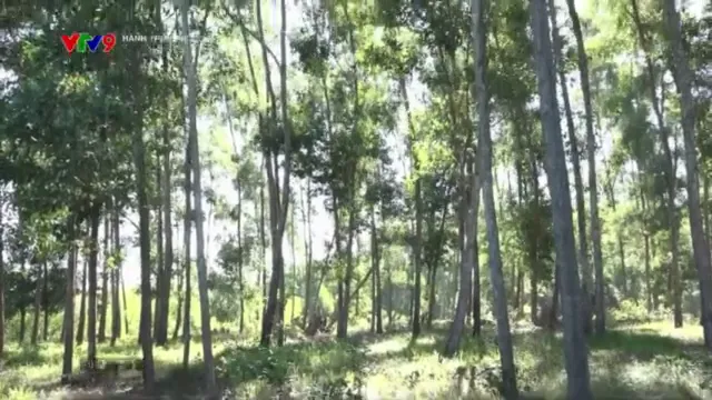 Hành trình Net Zero (Số 50/2025): Trồng rừng gỗ lớn - Lợi ích kép về kinh tế và môi trường