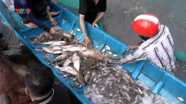 Ấn tượng phương Nam: Cả xóm cùng kéo cá