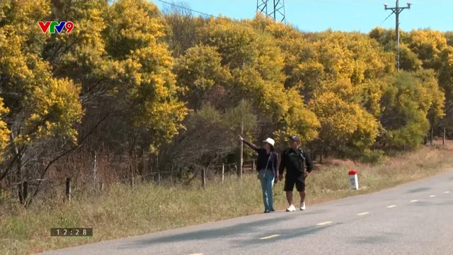 Rực rỡ sắc vàng mùa hoa keo lá tràm