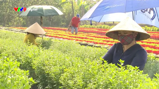 Đồng Tháp: Lặt chèo bông tết