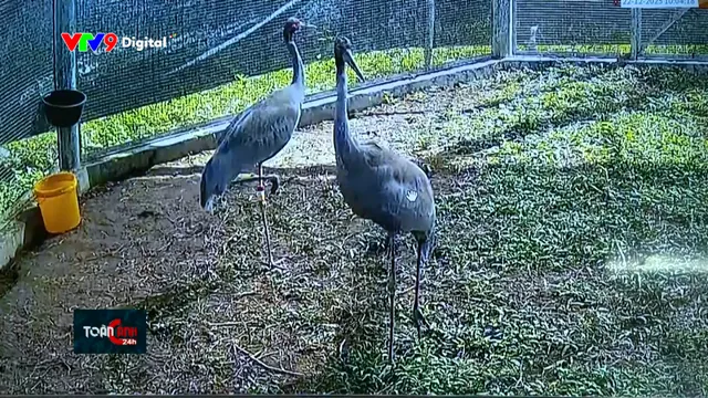 Tín hiệu vui cho phát triển sếu đầu đỏ ở Tràm Chim