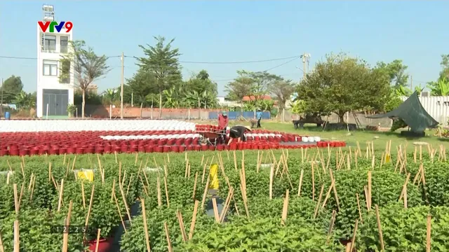 TP. Hồ Chí Minh: Các vựa hoa kiểng tất bật trước tết