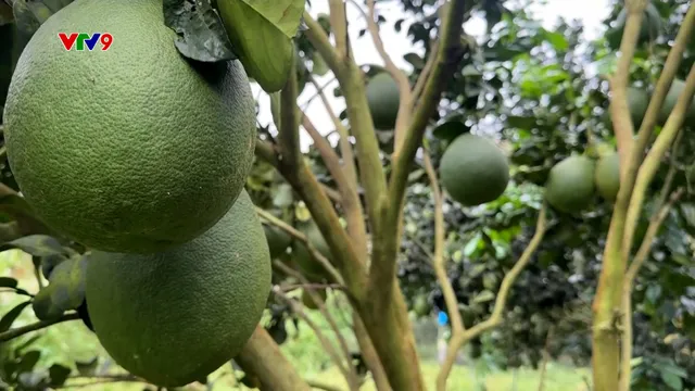 Bất ngờ vườn bưởi Tết sau lũ - Bài học chữa lành cho đất