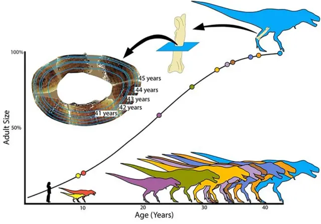 Hóa thạch mới cho thấy khủng long T. rex lớn chậm hơn nhiều so với dự đoán - Ảnh 1.