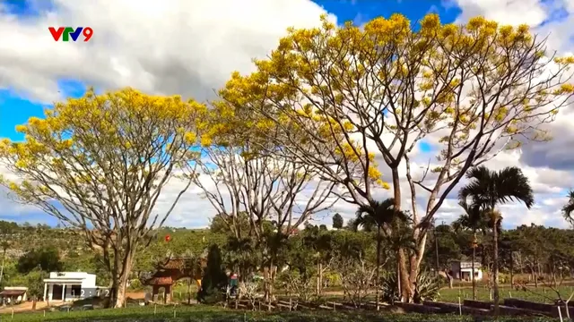 Rực rỡ sắc phượng vàng mùa đông