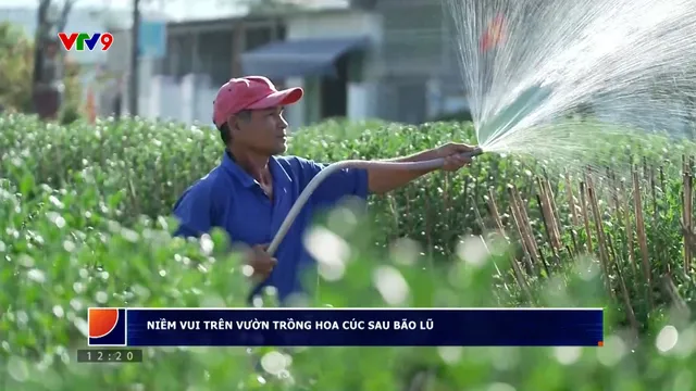 Niềm vui nhà vườn trồng hoa cúc sau bão lũ