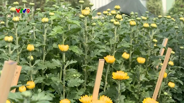 Thị trường hoa Tết vào vụ cao điểm