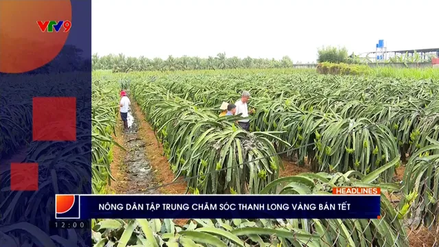 Thời sự: Phương Nam hôm nay (25/01/2026)