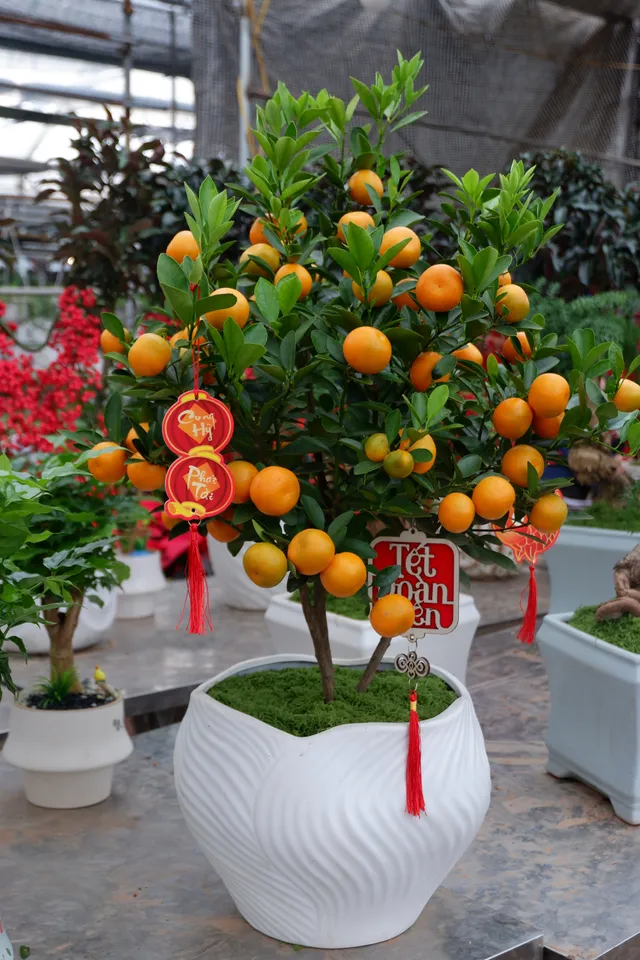 Làng hoa Xuân Quan nhộn nhịp trước Tết - Ảnh 3.