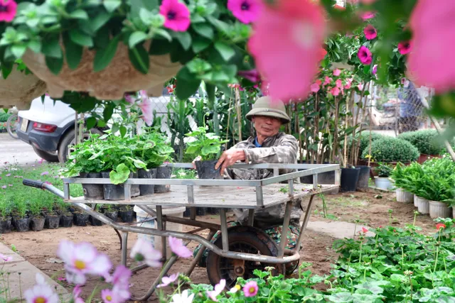 Làng hoa Xuân Quan nhộn nhịp trước Tết - Ảnh 5.
