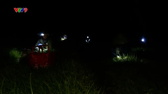 Ấn tượng Phương Nam: Kiệu Tết "chạy đêm"