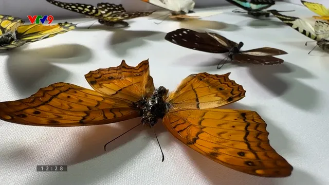 Khi bướm hóa thành tranh nghệ thuật