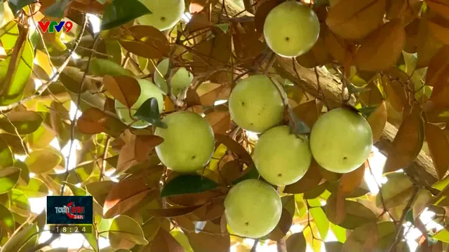 Tết về tìm lại mùa vú sữa Lò Rèn