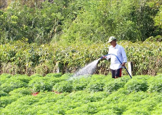 Flower villages enter final sprint for Tet season - Ảnh 1.