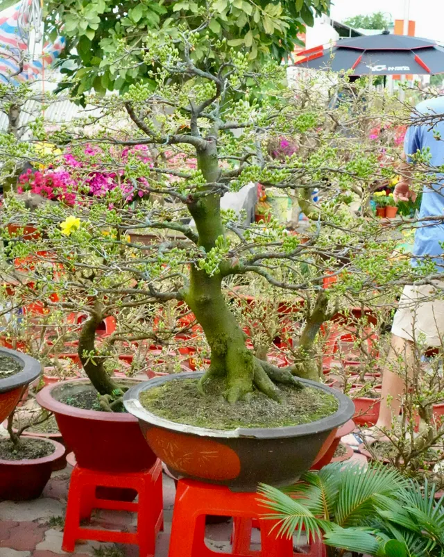 Chợ hoa "Trên bến dưới thuyền" những ngày cuối năm- Ảnh 8. Chợ hoa "Trên bến dưới thuyền" những ngày cuối năm- Ảnh 8.