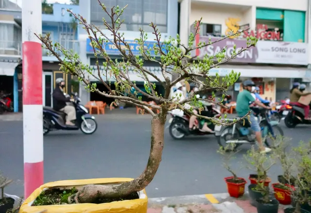 Chợ hoa "Trên bến dưới thuyền" những ngày cuối năm- Ảnh 7. Chợ hoa "Trên bến dưới thuyền" những ngày cuối năm- Ảnh 7.