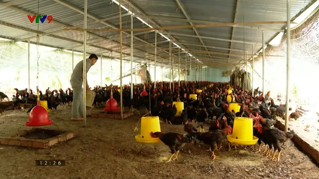 Chăn nuôi xanh: Lời giải cho cơn khát thực phẩm sạch dịp Tết